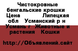 Чистокровные бенгальские крошки › Цена ­ 8 000 - Липецкая обл., Усманский р-н, Усмань г. Животные и растения » Кошки   